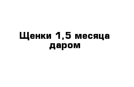 Щенки 1,5 месяца даром